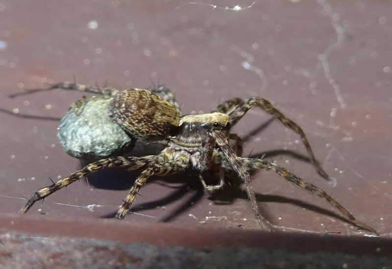 Pardosa sp.  - Pal (TN)